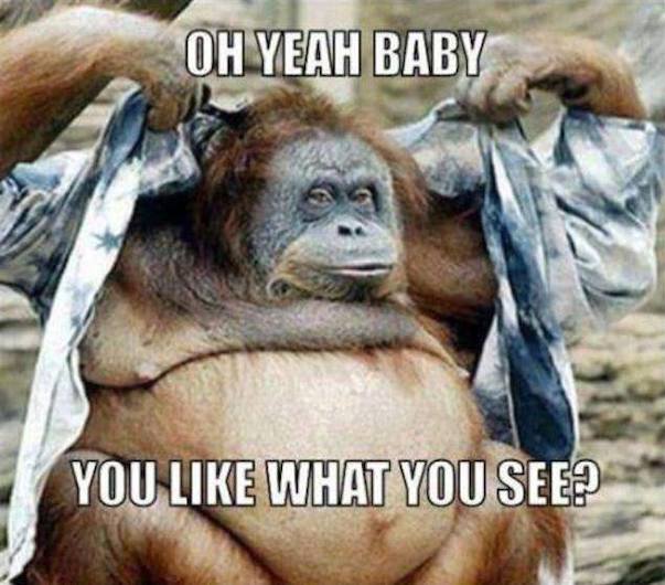 Funny Animal Memes - like what you see