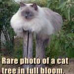 Funny Animal Memes - rare cat tree