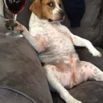 Funny Animal Memes - ruff day