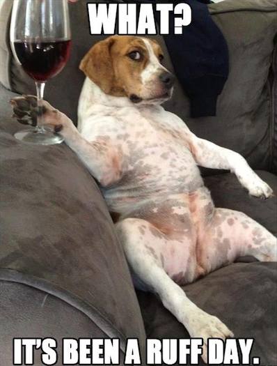 Funny Animal Memes - ruff day