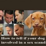 Funny Animal Memes - sex scandal