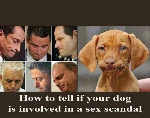 Funny Animal Memes - sex scandal