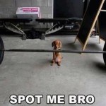 Funny Animal Memes - spot me bro