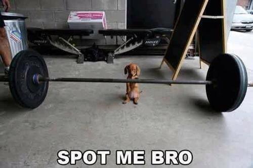 Funny Animal Memes - spot me bro