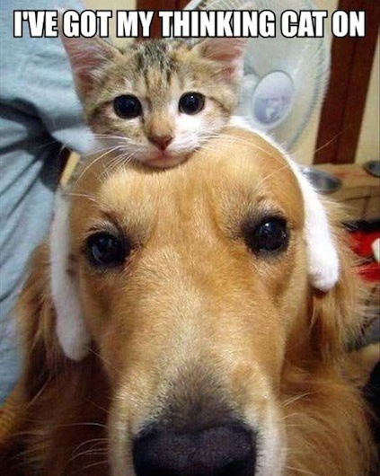 Funny Animal Memes - thinking cat on