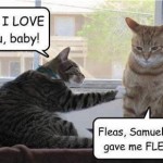 Funny Animal Memes - you gave me fleas