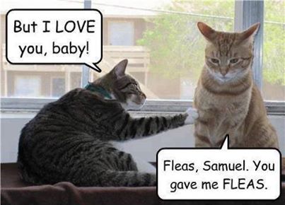 Funny Animal Memes - you gave me fleas