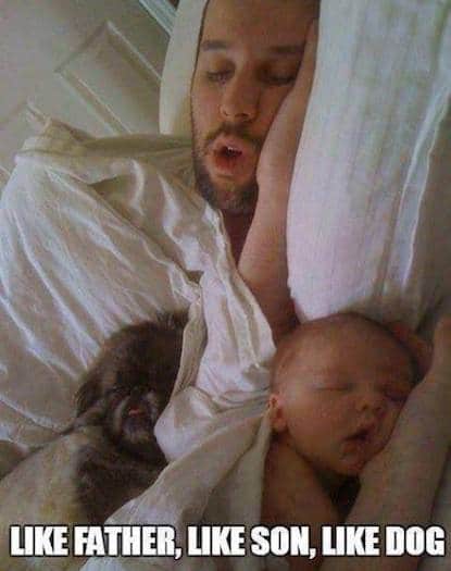 Funny Baby Memes - like father like son like dog