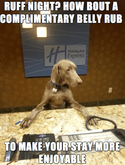 Animal Memes - complimentary belly rub