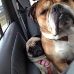 Animal Memes - hes touching me