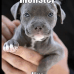 Funny Animal Memes - not a monster