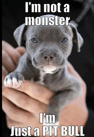 Funny Animal Memes - not a monster