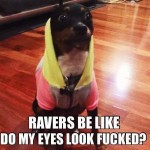 Funny Animal Memes - raver doggie