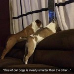 Funny Animal Memes - smarter dog