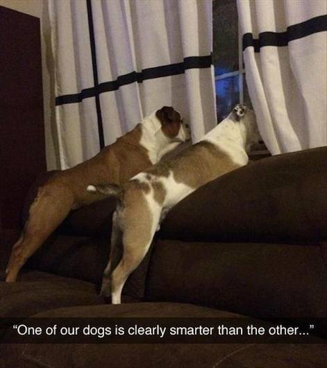 Funny Animal Memes - smarter dog