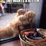 Funny Animal Memes - staring match