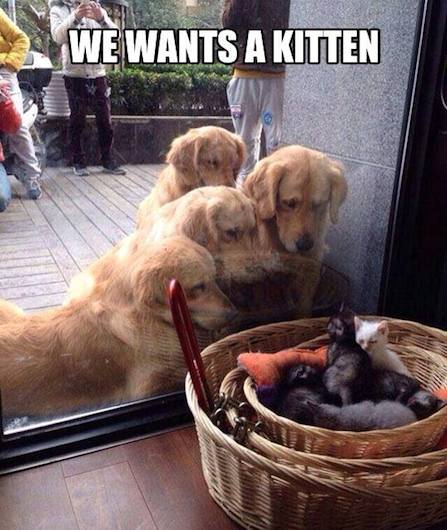 Funny Animal Memes - staring match
