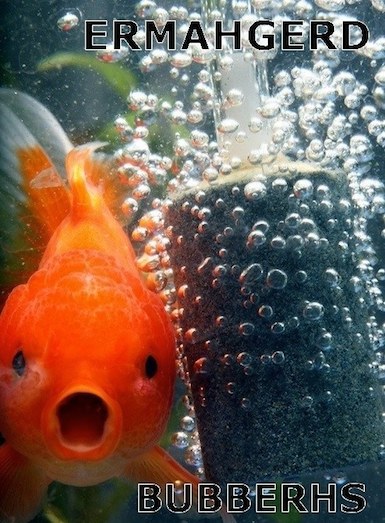 Funny Animal Memes - surprised gold fish
