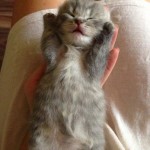 Funny Animal Memes - surrender to cuddles