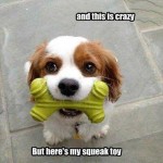 Funny Animal Memes - throw it maybe