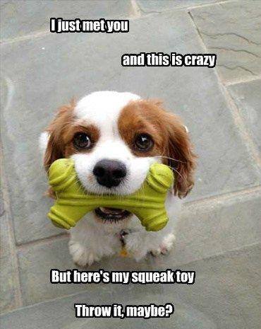 Funny Animal Memes - throw it maybe