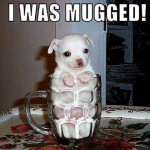 Funny Animals Memes - i was mugged