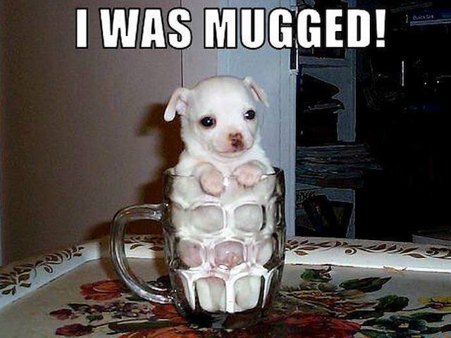 Funny Animals Memes - i was mugged