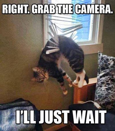 Funny Cats Memes -ill just wait