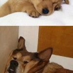 Animal Memes - f95a28ae13e2634ee061698455bd0071