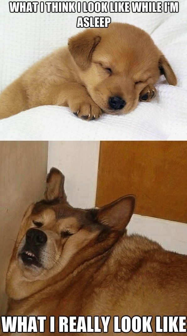 Animal Memes - f95a28ae13e2634ee061698455bd0071