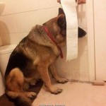Animal Memes: bath time