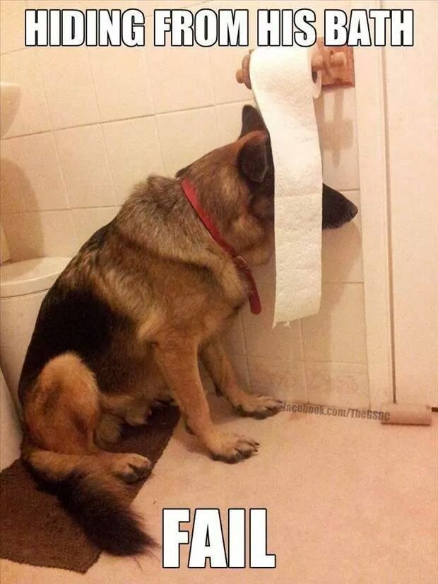Animal Memes: bath time