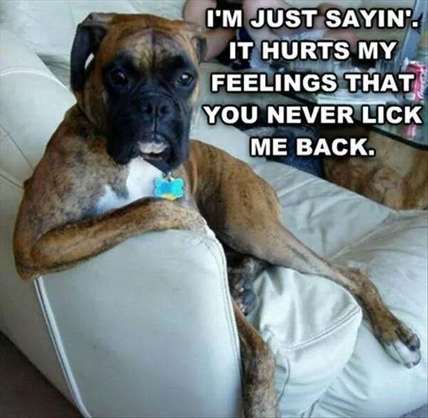 Funny Animal Memes - just saying