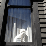 Funny Animal Memes - tumblr mqra3riZH61ql2603o1 500