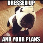 Funny Animal Memes - tumblr nab0knEiBJ1tdu5two1 500