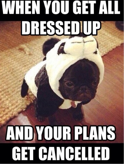 Funny Animal Memes - tumblr nab0knEiBJ1tdu5two1 500