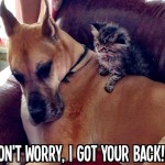 Animal Memes: best buddies