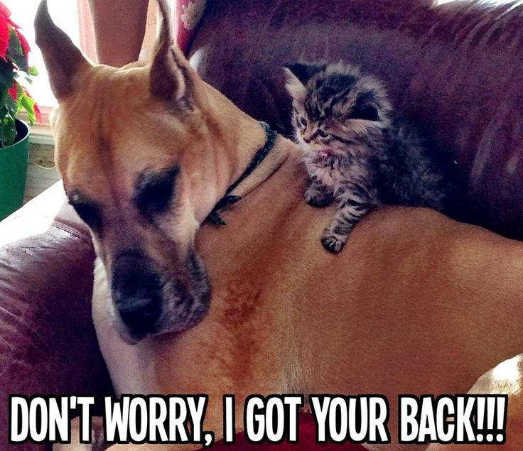 Animal Memes: best buddies