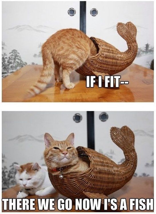 Animals Memes: cat fish
