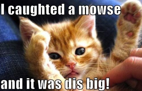 Animals Memes: cat mouse