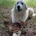 Funny Animal Memes - my right arm is a lot stronger than my left