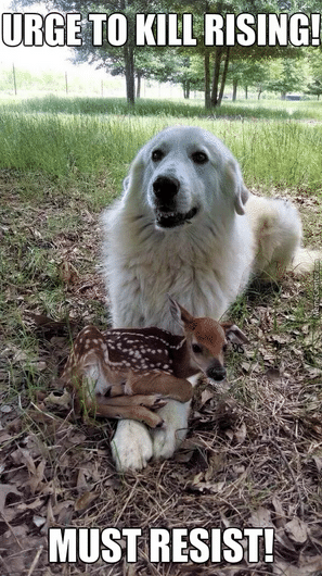 Funny Animal Memes - my right arm is a lot stronger than my left