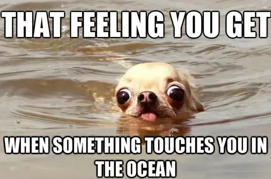 Funny Animal Memes - what was that