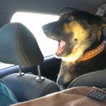 Funny Animals Memes - Im a bad driver
