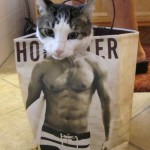 Funny Animals Memes - Meow