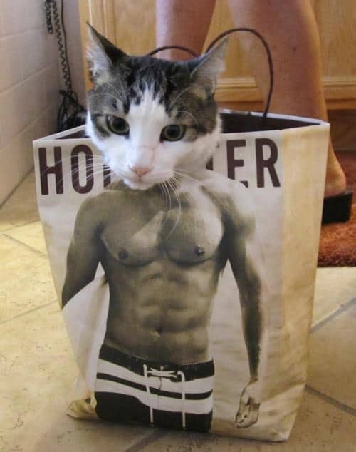 Funny Animals Memes - Meow