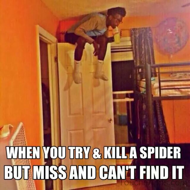 Funny Memes - Spider lol