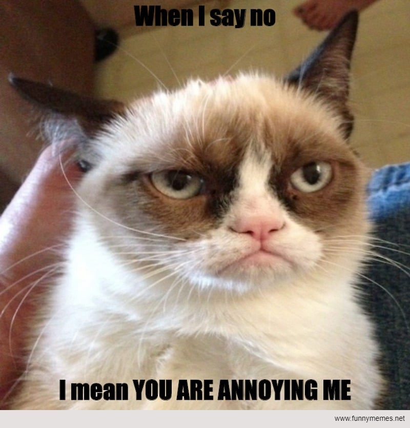 Animal Memes: You are Annoying